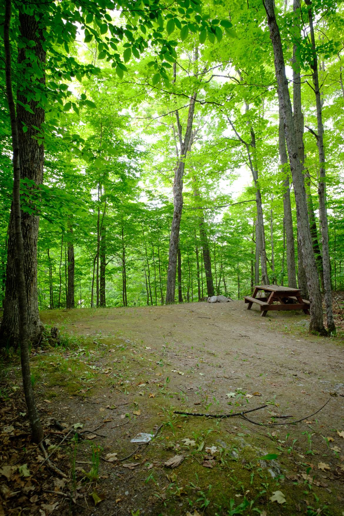 Woodland_camp_site_Buckhorn_Lakehurst_Kawarthas-3.jpg